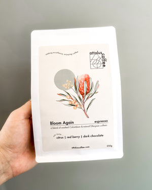 Bloom Again | Espresso